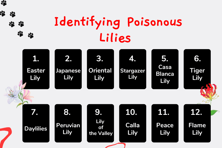 Infographic of identifying poisonous lilies 