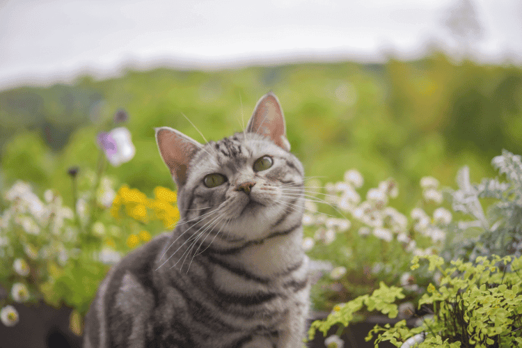 A cat in a garden of flowers