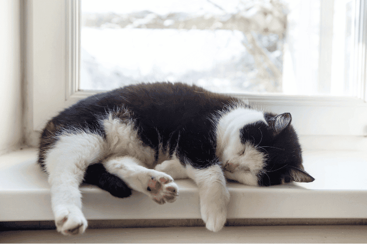 A cat sleeping on a window in winter