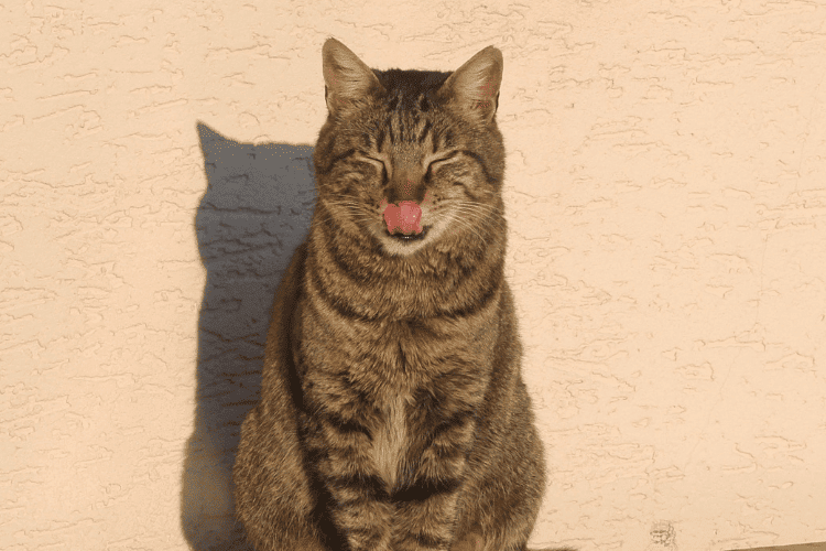 A cat touching her nose with tounge