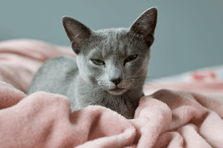 A gray kitten sitting on a pink blanket 