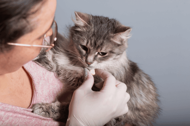 A nurse trying to give a pill for a sick cat, closeup