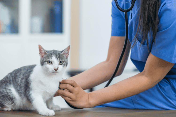 A vet examining a cat in a vet clinic
