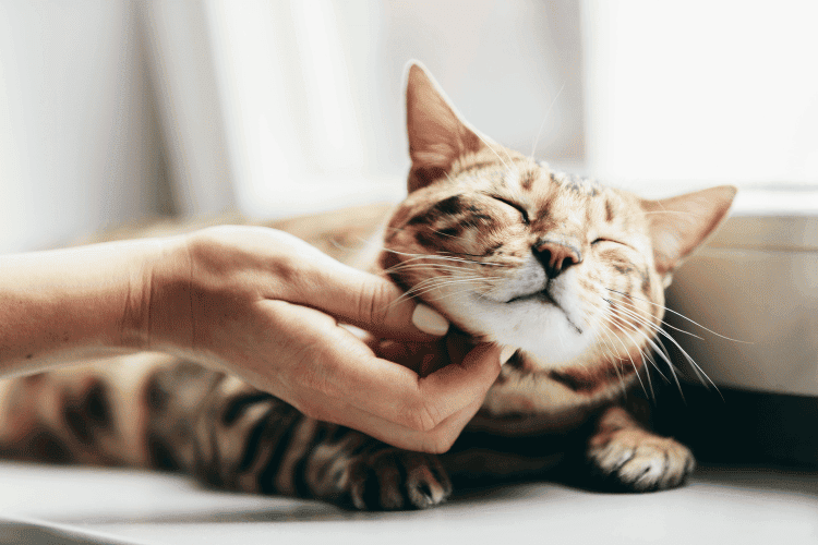 Close-up of a woman stroking her cat's chin