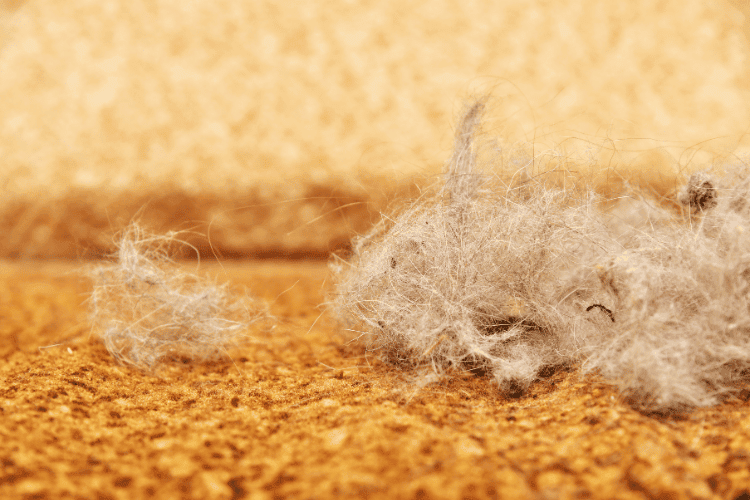 Pet and cat fur hair on a brown carpet