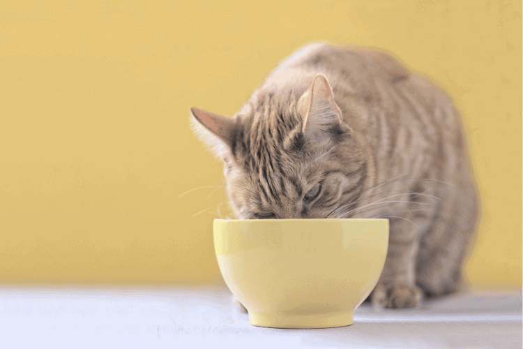 Tabby cat eating from yellow bowl 