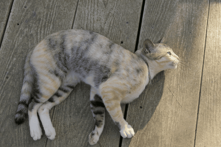 Top view of a cat lying on wooden floor