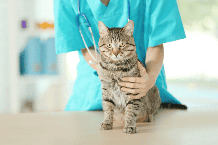 Veterinarian doctor checking cat at vet clinic