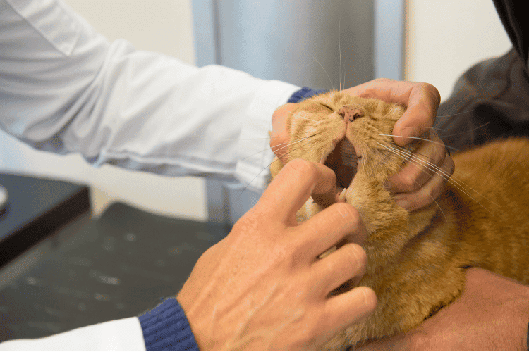 Veterinarian examining a cat's mouth
