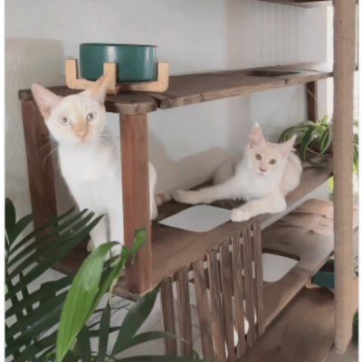 Cat and Plant Shelving