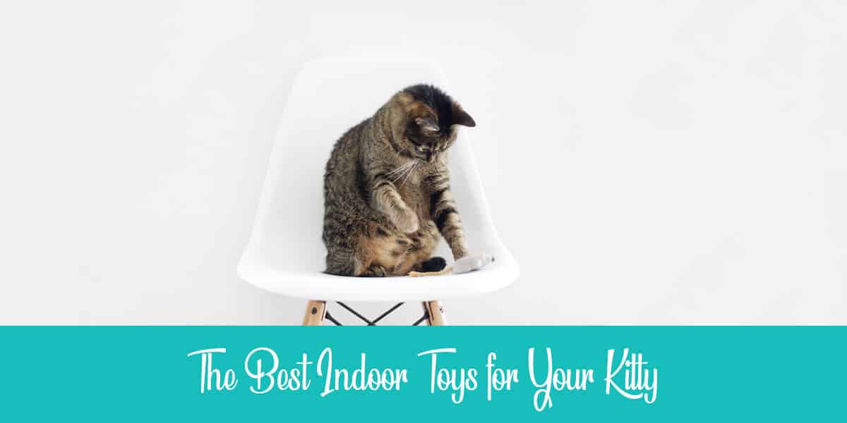 11 Cat Toys for Indoor Cats to Enjoy in 2021