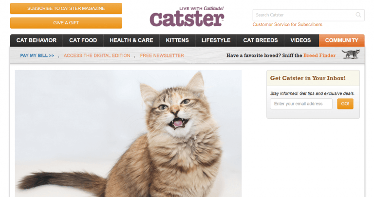 The 15 Best Cat Blogs You Should Follow In 2021 | Raise A Cat