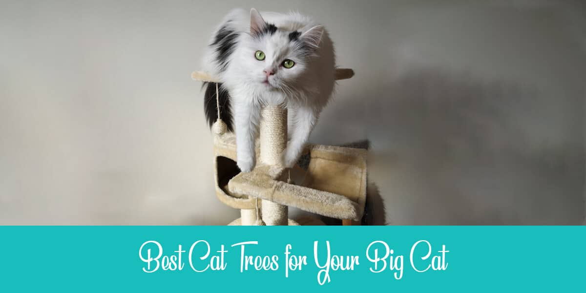 Best Cat Trees for Large Cats – 15 Choices for 2021