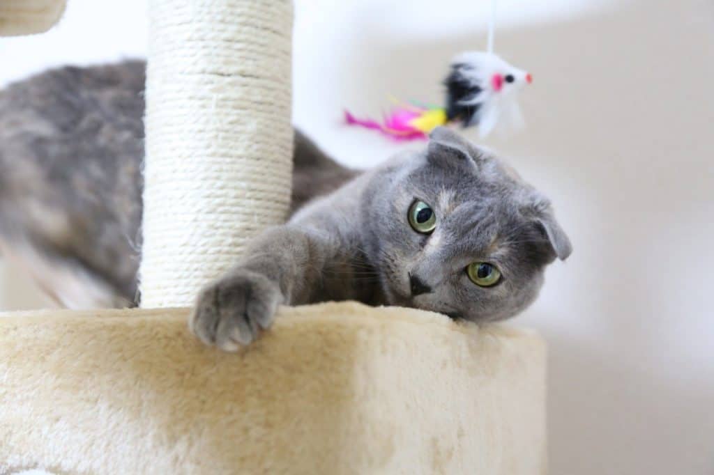 Cat sitting at a resting spot on its tree