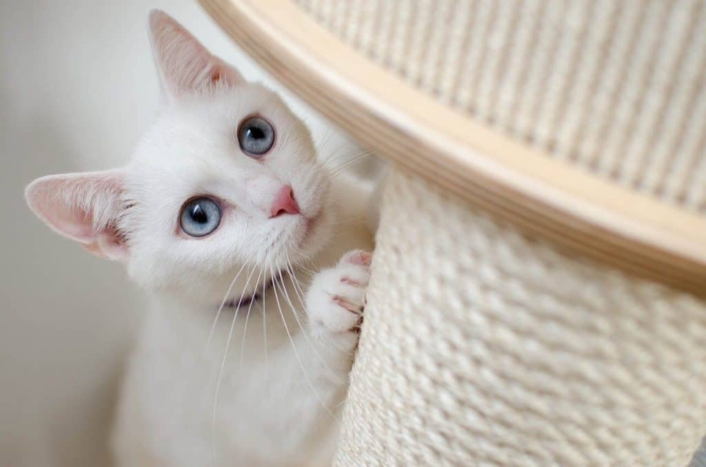 Cat using a scratching post in its tree