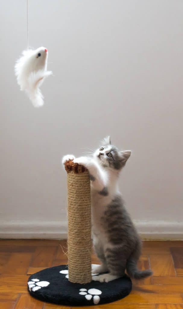 Cat looking at a hanging toy