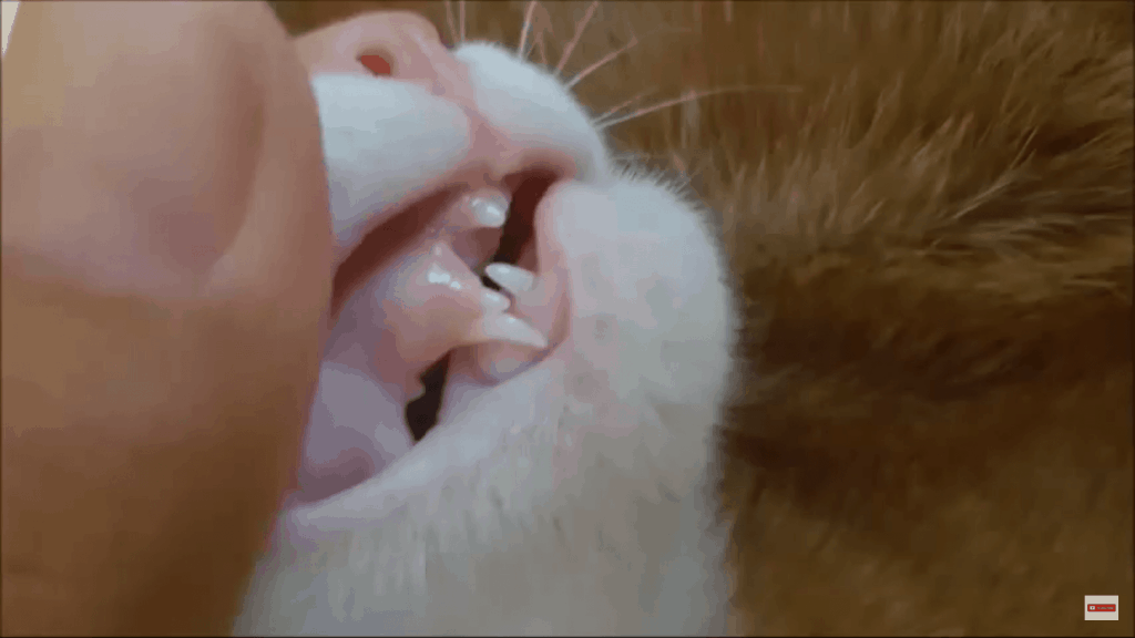 Losing a tooth might be a reason why your cat sticks its tongue out 