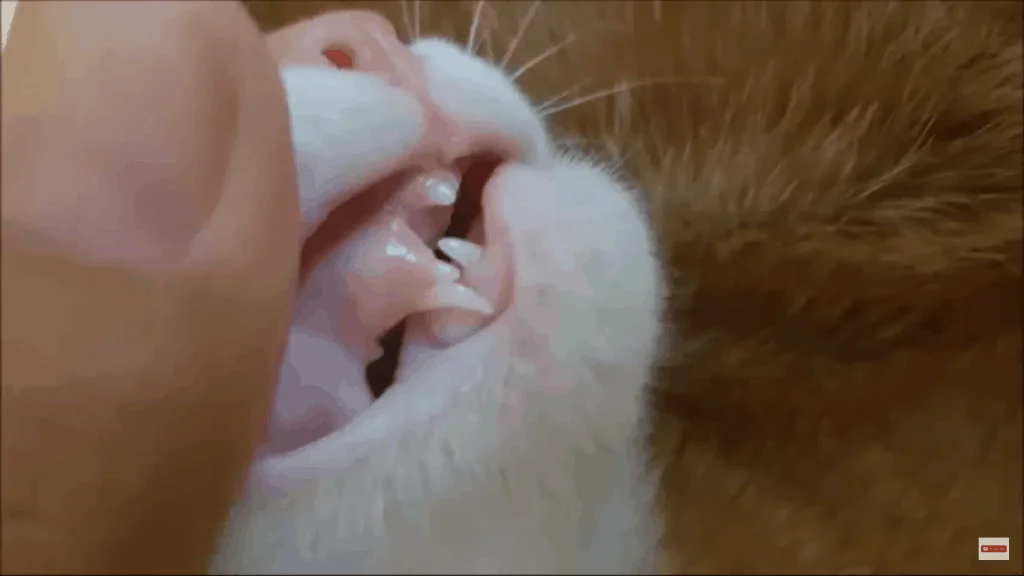 Losing a tooth might be a reason why your cat sticks its tongue out