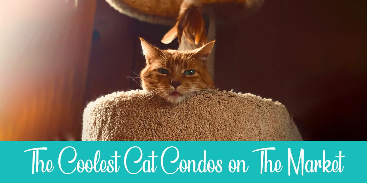 Cool cat condos to buy in 2020