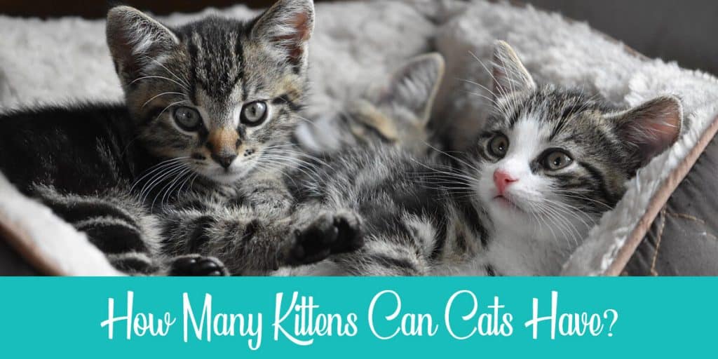 How Many Kittens Do Cats Have? (And How to Estimate it!) Raise a Cat