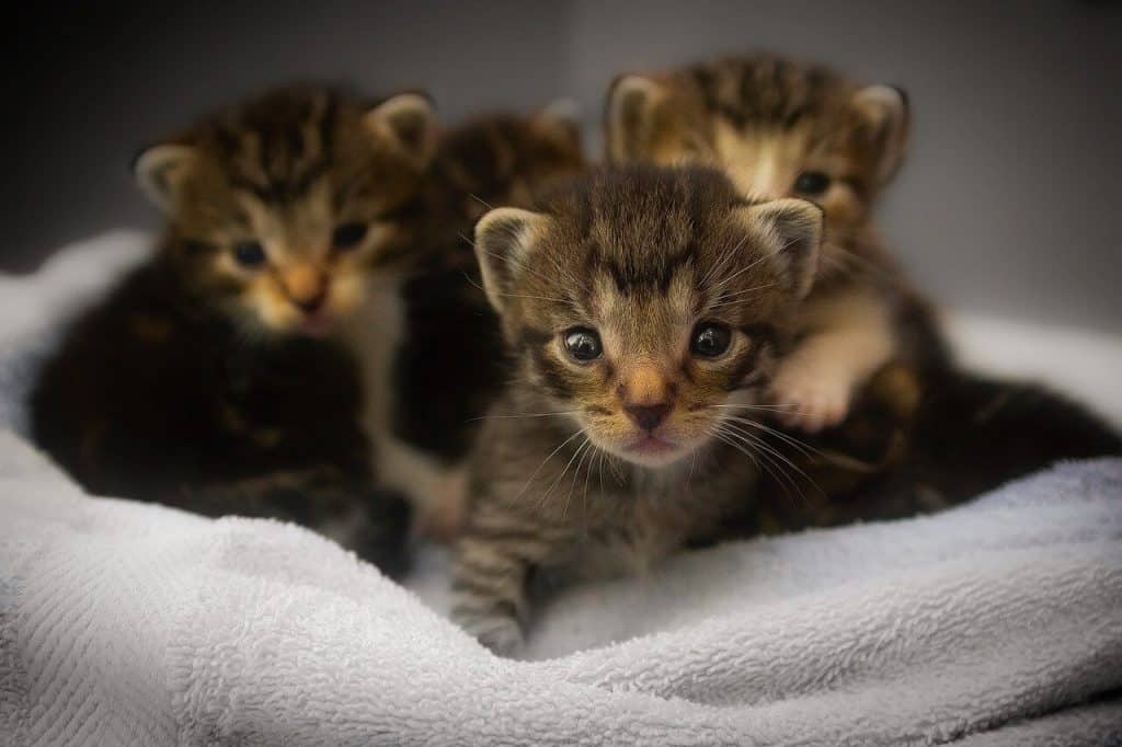 How Many Kittens Do Cats Have? (And How to Estimate it!) Raise a Cat