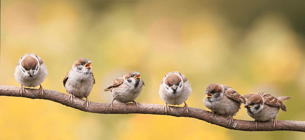 Birds on a tree branch in the wild