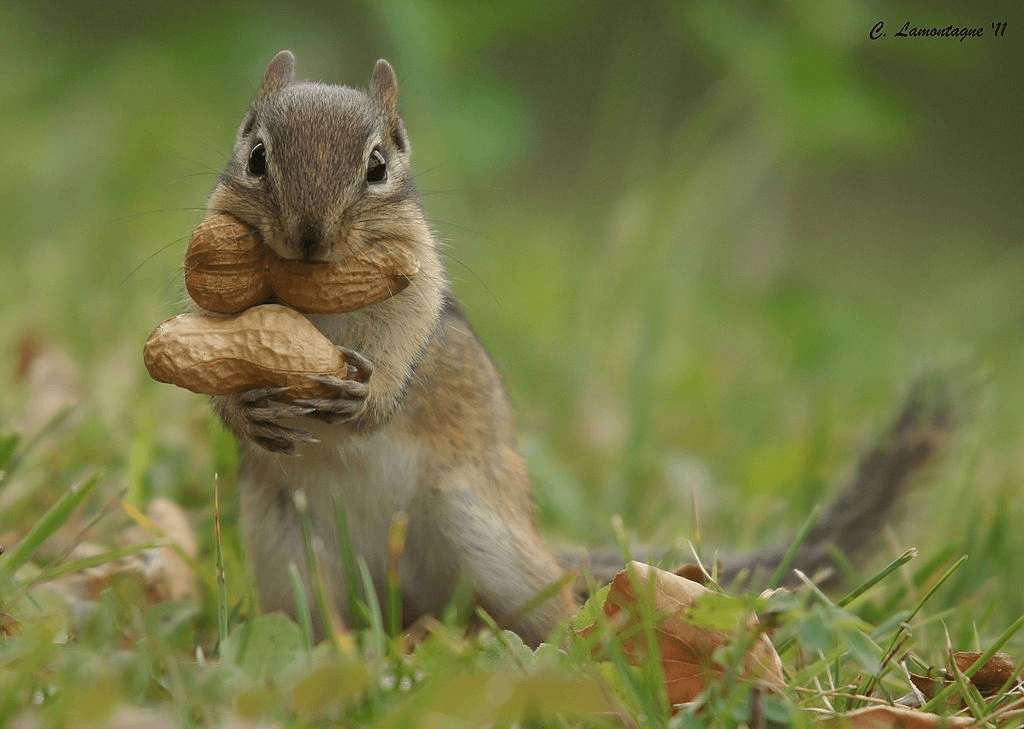 Squirrel eating nuts