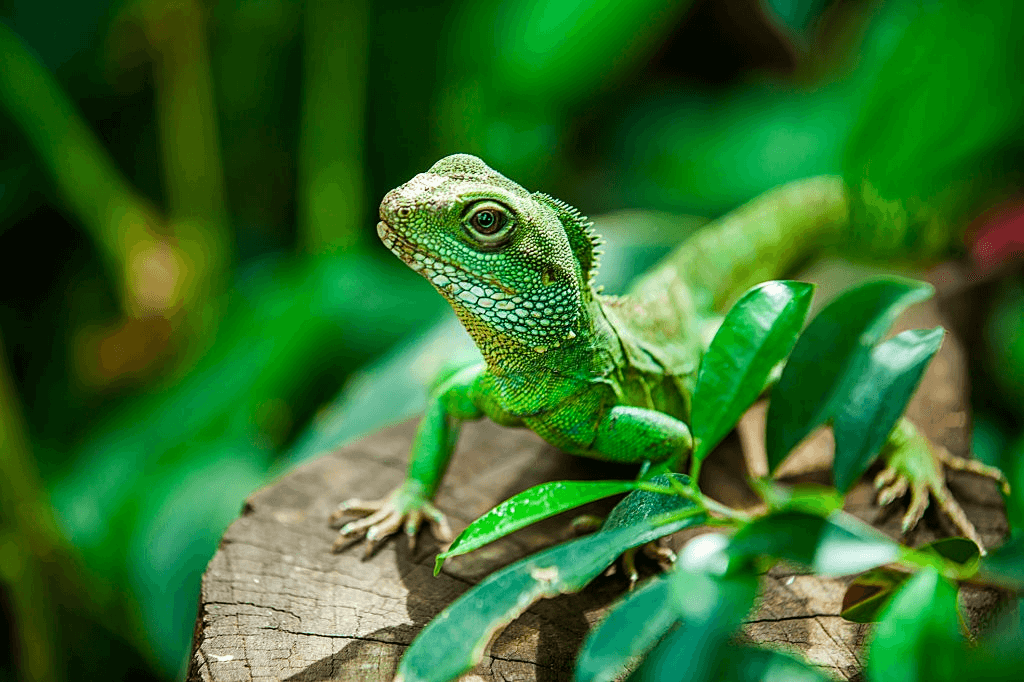 A reptile called water dragon