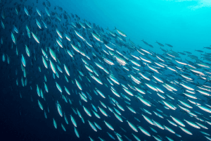 some fish swimming in a group