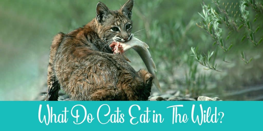 What Do Cats Eat in The Wild? It's Shocking! Raise a Cat