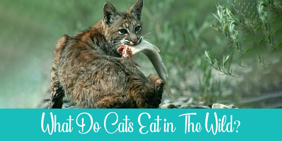 What Do Cats Eat in The Wild? It's Shocking! | Raise a Cat