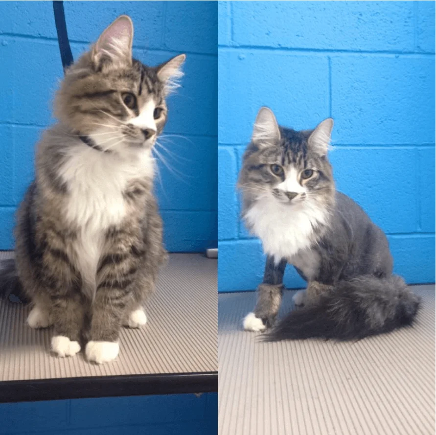 Sublime Cat N' Canine