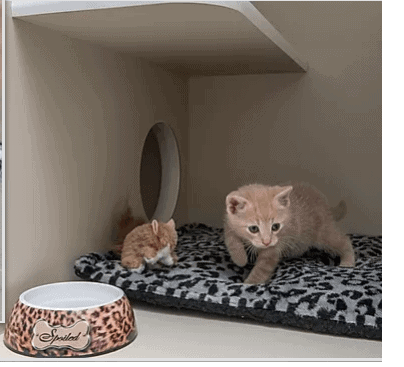 Furry Friends Resort cat boarding facility