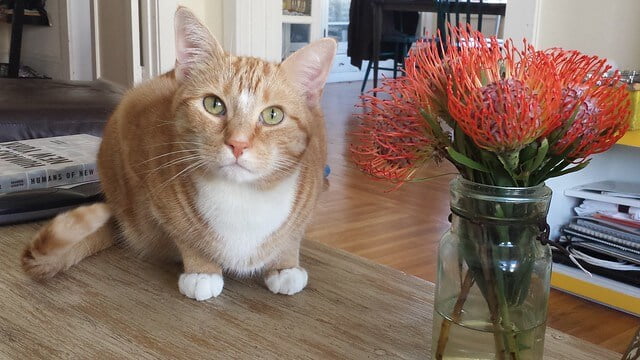 A cat at The Cat’s Meow facility