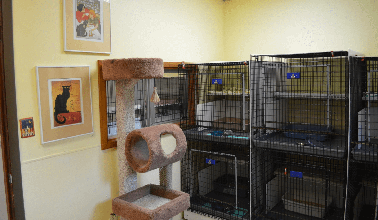 Cat Boarding in Seattle Best 3 Facilities Reviewed Raise a Cat