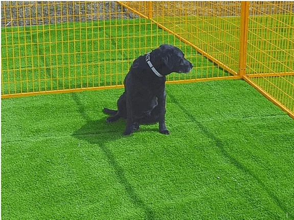 Dogs Paradise Resort