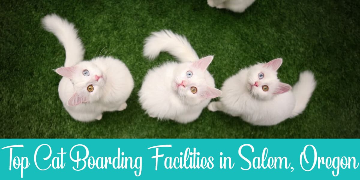 The Best Cat boarding in Salem: Top 3 Facilities Reviewed