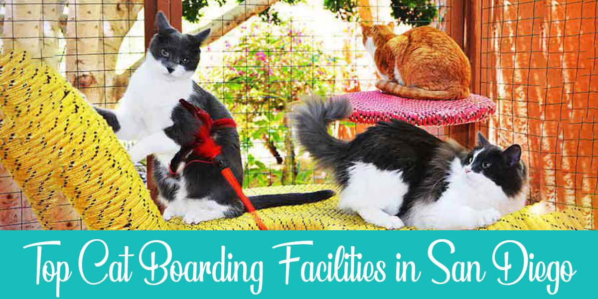 Cat Boarding in San Diego: Top 3 Facilities