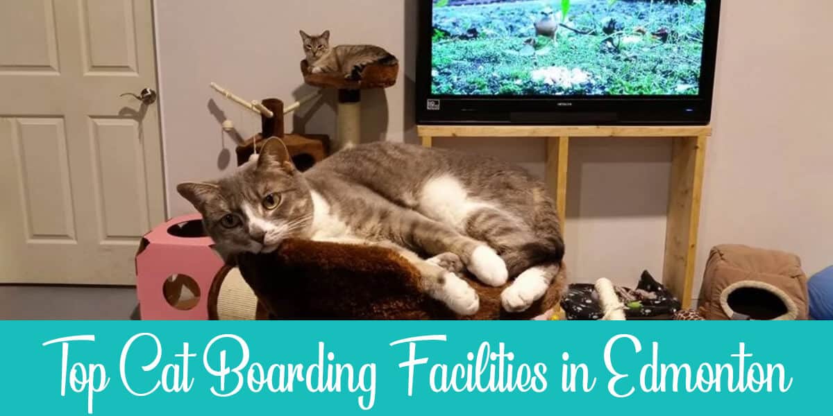 Best Cat boarding in Edmonton