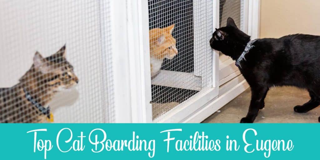 Best Cat Boarding in Eugene Top 3 Facilities Raise a Cat