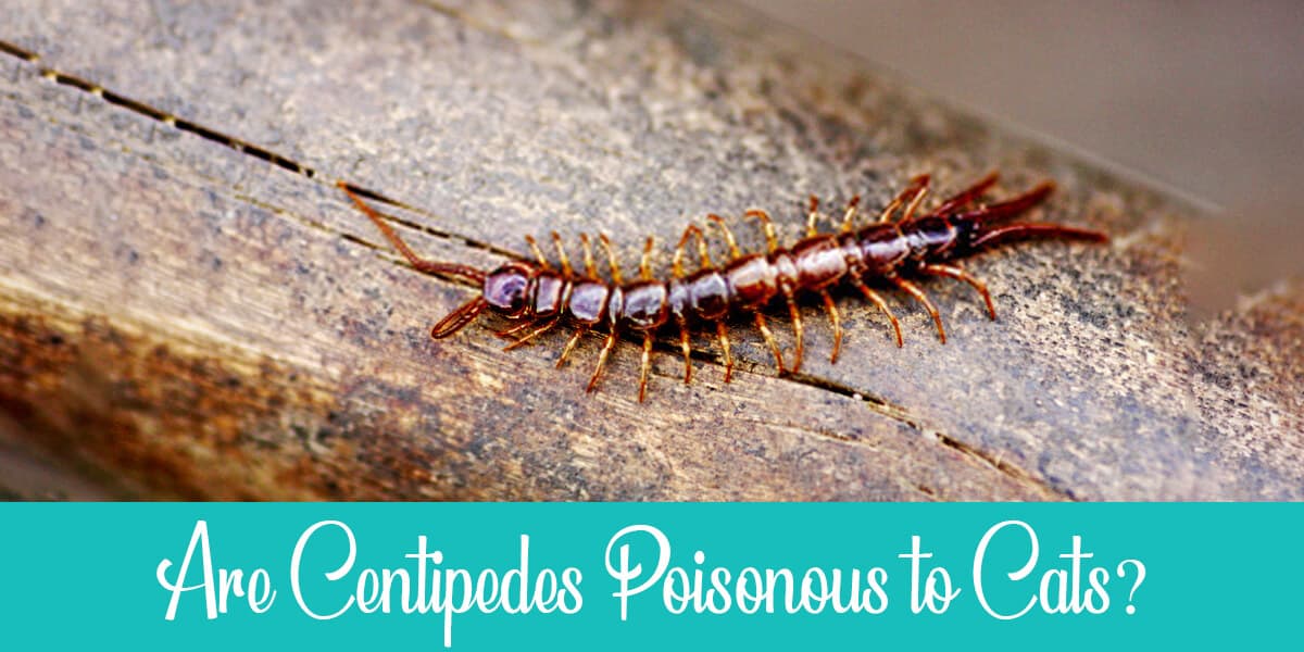 Are Centipedes Poisonous to Cats?
