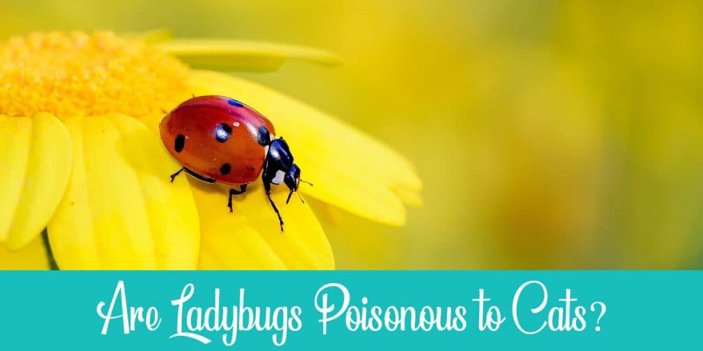 Are Ladybugs Poisonous to Cats? And What Attracts Them? | Raise a Cat