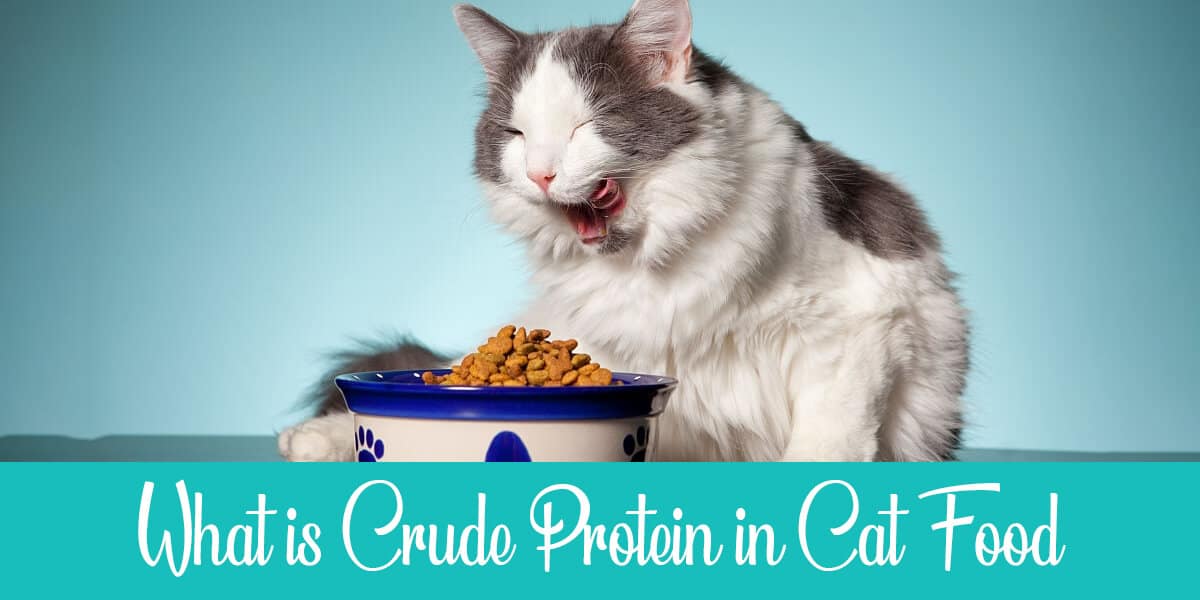 What is crude protein in cat food?