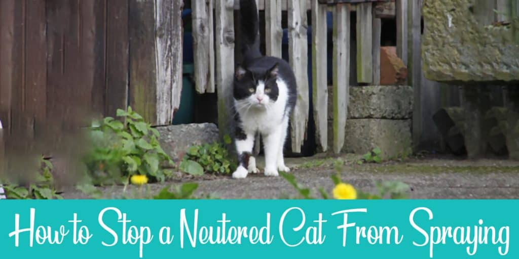 How to Stop a Neutered Cat From Spraying? Raise a Cat