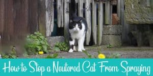 How to stop a neutered cat from spraying indoors