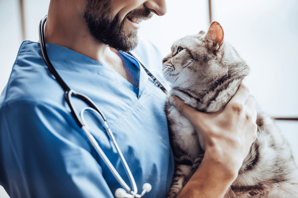 Veterinarian holding a cute cat