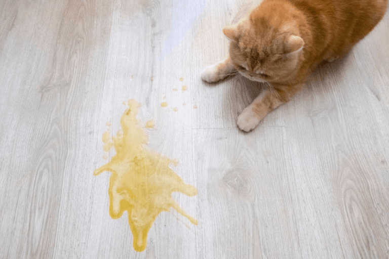 How to Find Cat Pee Quickly And Effortlessly Raise a Cat