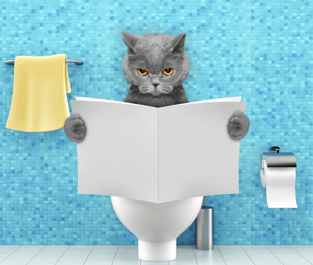 How to make your cat pee in the correct place