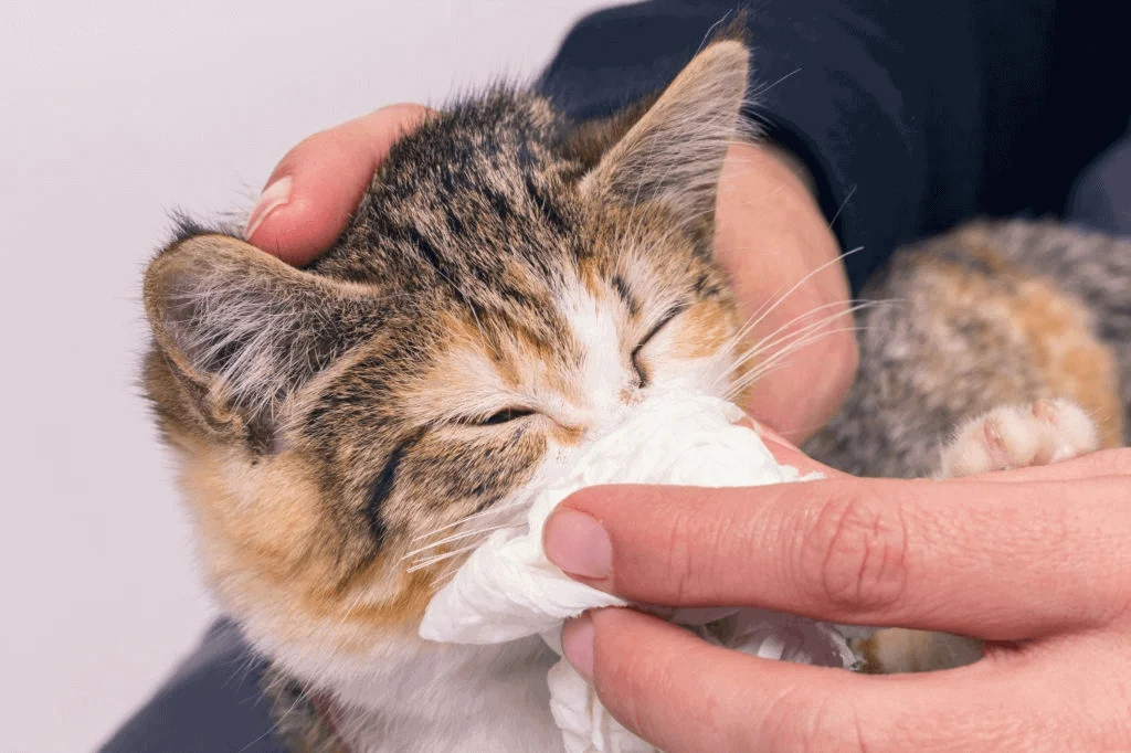 Cat caught a cold