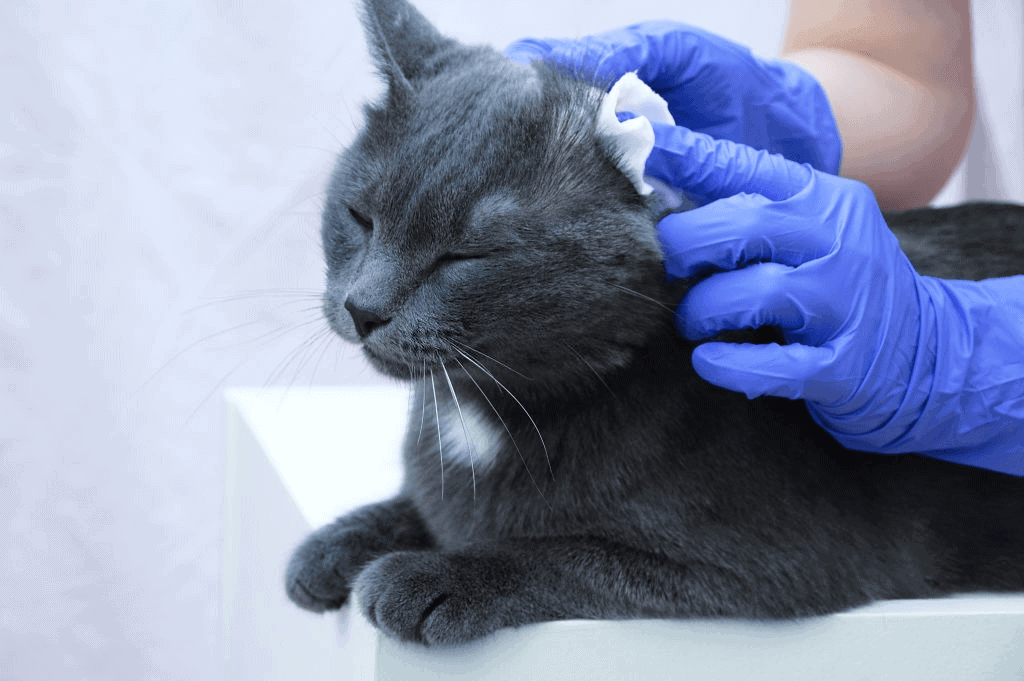 Cleaning a cat's ears